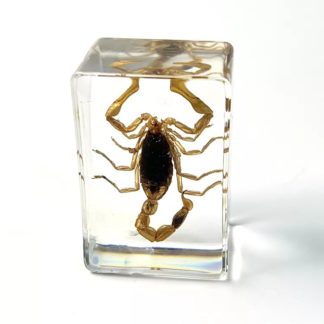 Hnedý škorpión v priesvitnom akryláte ww125
