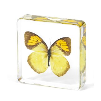 Ixias pyrene motýľ zaliaty v akryláte ww143
