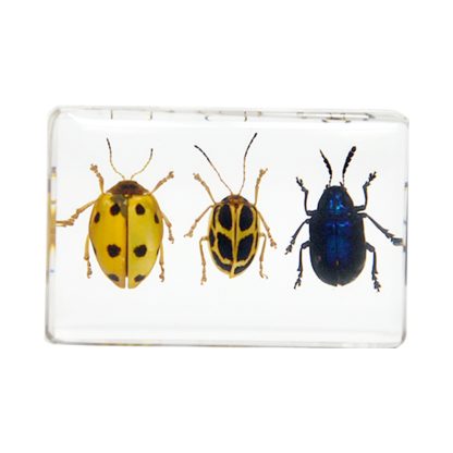 3 chrobáčiky zaliate v akryláte ww145