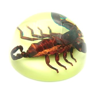Škorpión zaliaty v svietiacom akryláte ww152