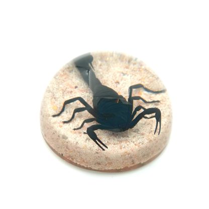 Škorpión v akryláte s pieskom ww153