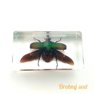 Zelený chrobák s roztiahnutými krídlami v akryláte ww155
