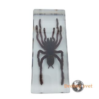 Tarantula v akrylovom ťažítku ww197