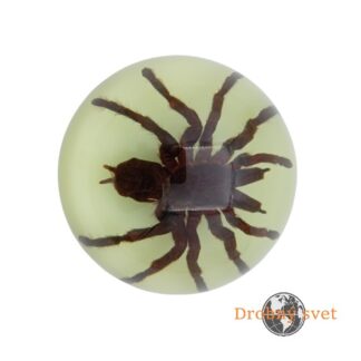 Tarantula v svietiacom akrylovom ťažítku ww203