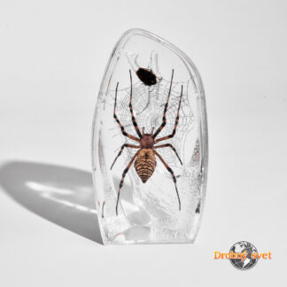 Pavúk v akrylovom ťažítku ww217