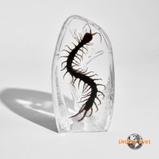 Stonožka v akrylovom ťažítku ww218