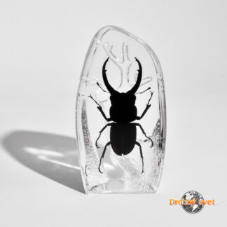 Roháč v akrylovom ťažítku ww219