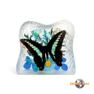 Motýľ na modrých kvetoch ww221