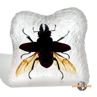 Chrobák s hryzadlami ww222