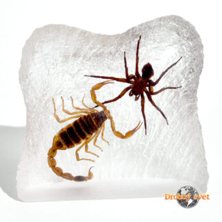 Súboj titánov ww223